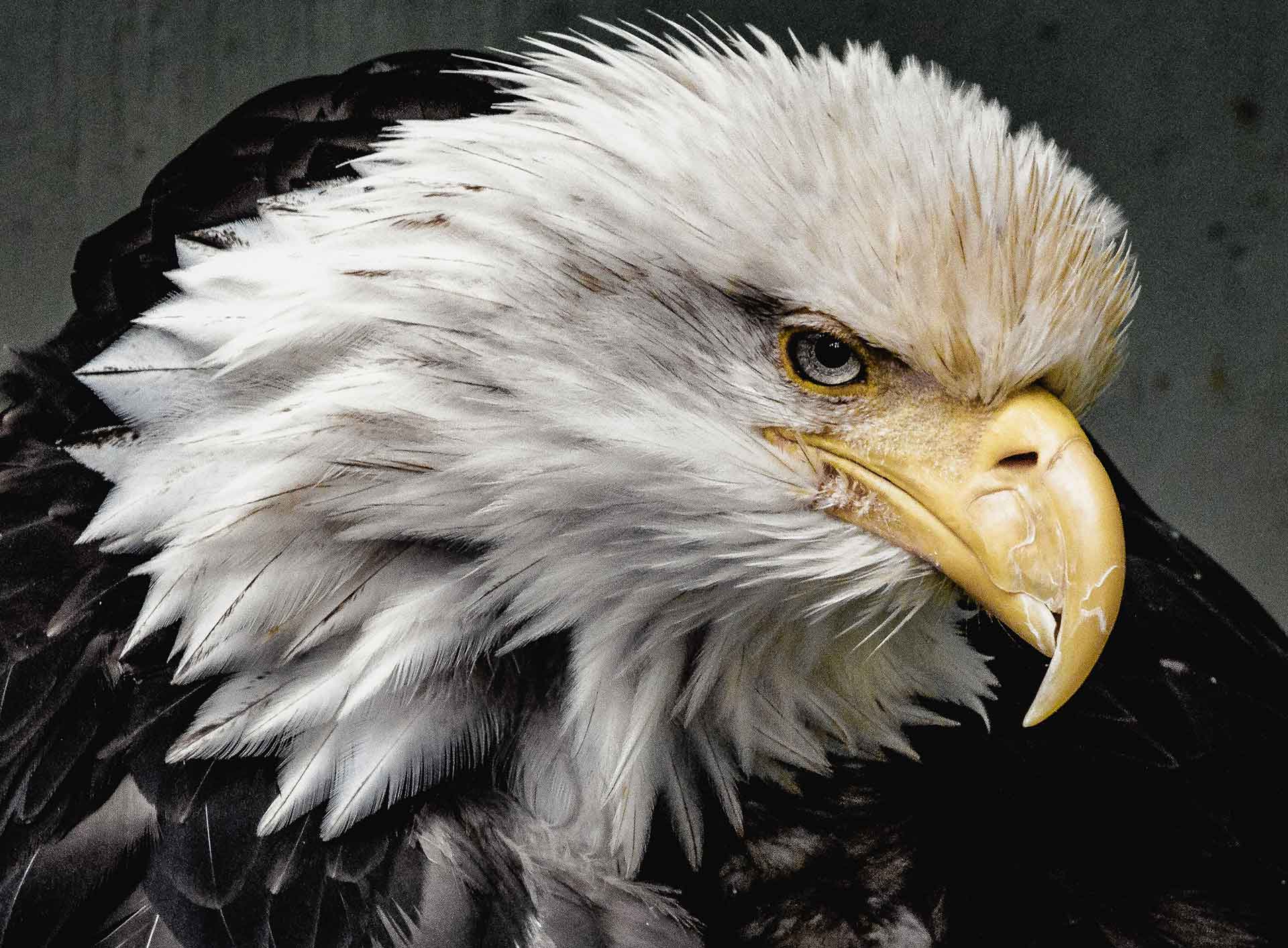 Eagles Across United States Shocked at What They Now Stand For